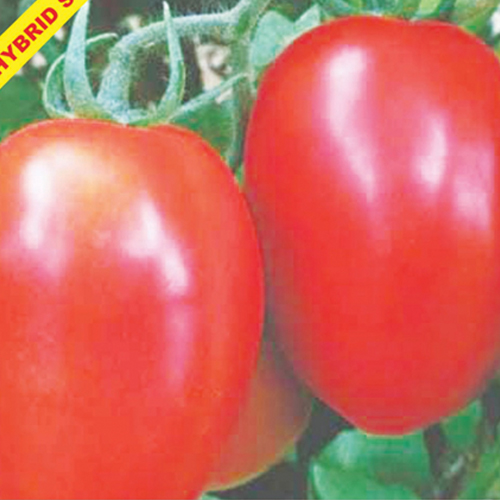 F1 Hybrid Tomato Sunny oval oblong shape seed variety